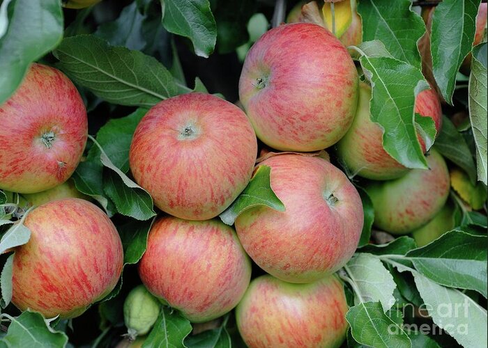 Apple Greeting Card featuring the photograph Apple (malus Domestica 'pimona') #1 by Bildagentur-online/mcphoto-muller/science Photo Library