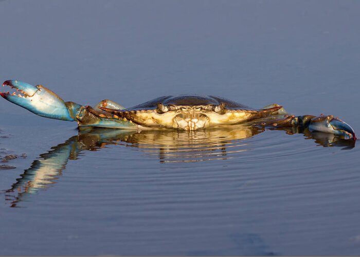 American Fauna Greeting Card featuring the photograph Atlantic Blue Crab In Tidal Marsh #1 by Ivan Kuzmin