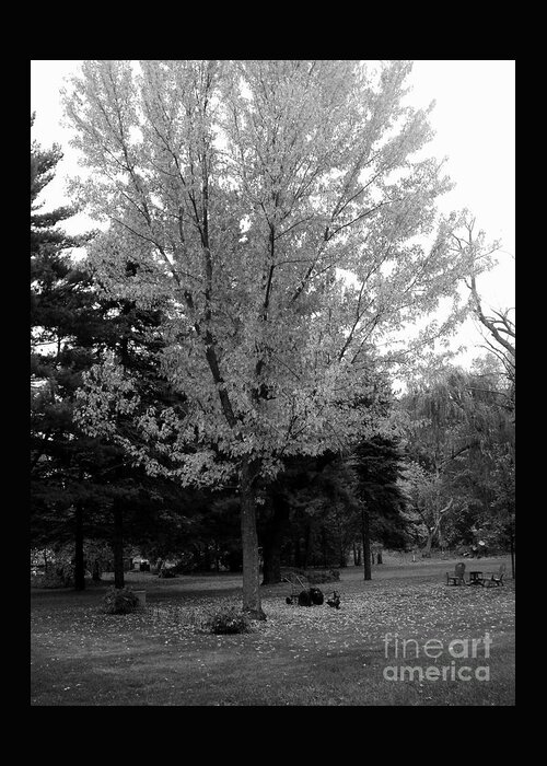 Landsacpe Greeting Card featuring the photograph Autumn in Black and White #1 by Frank J Casella
