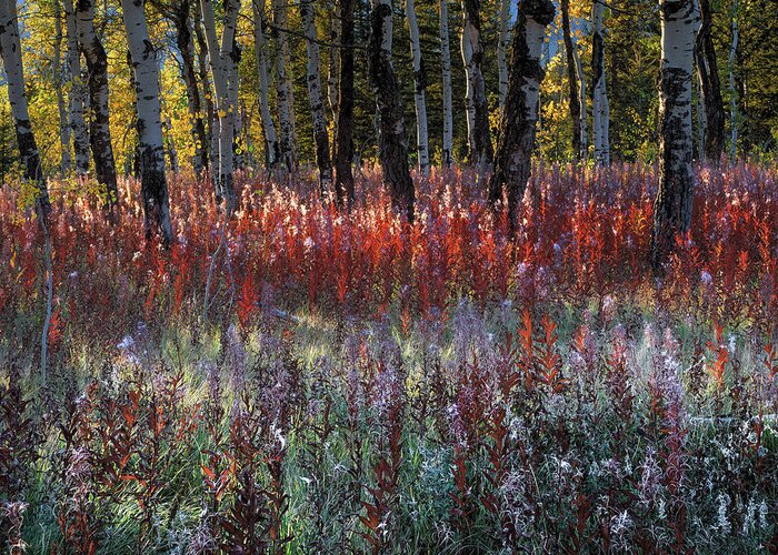 Fireweed Greeting Card featuring the photograph Autumn Light #1 by Leland D Howard