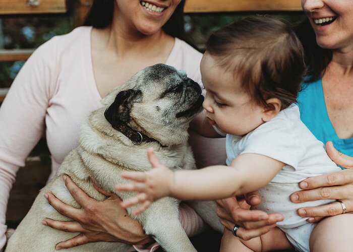 Motherhood Greeting Card featuring the photograph Baby Girl With Two Smiling Moms Reaching For Pet Pug #1 by Cavan Images
