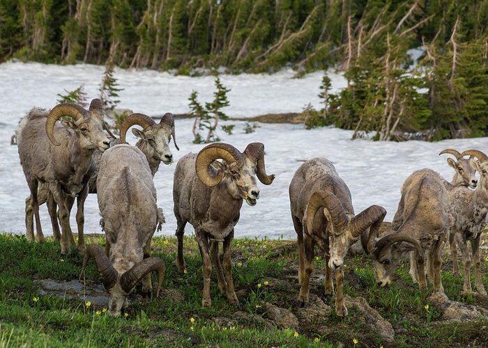 Bighorn Sheep Herd Greeting Card featuring the photograph Bighorn Sheep Herd by Donald Pash