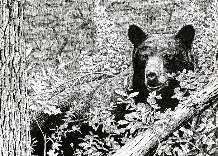 Bear Greeting Card featuring the drawing Black Bear Boar #1 by Timothy Livingston