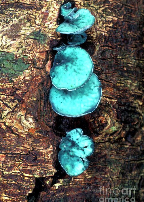 Chlorociboria Aeruginascens Greeting Card featuring the photograph Blue Stain Fungi #1 by Dr Keith Wheeler/science Photo Library