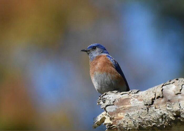 Western Bluebird Greeting Card featuring the photograph Bluebird Of Happiness 3 #1 by Fraida Gutovich