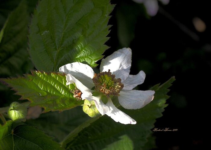 Botanical Greeting Card featuring the photograph Boysenberry Blossom #2 by Richard Thomas