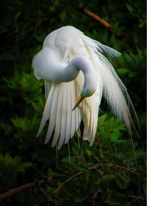 Nature Greeting Card featuring the photograph Breeding Plumage and Color #1 by Donald Brown