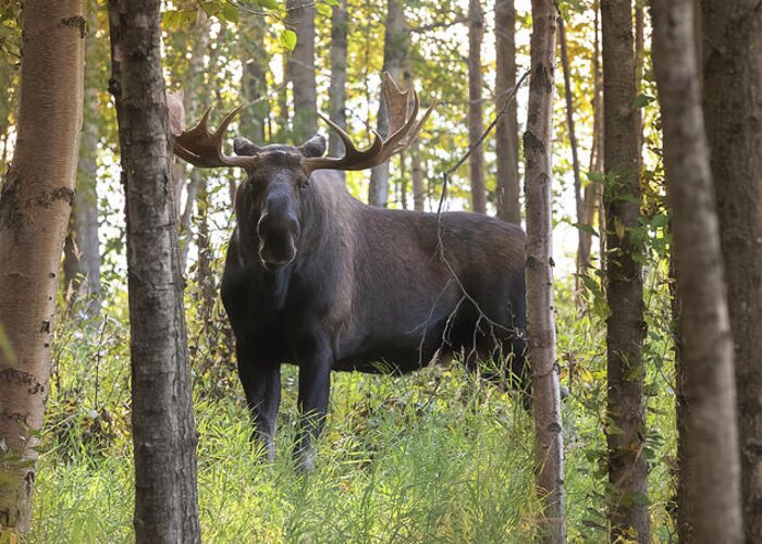 Bull Moose Greeting Card featuring the photograph Bull Moose in Fall Forest #2 by Scott Slone
