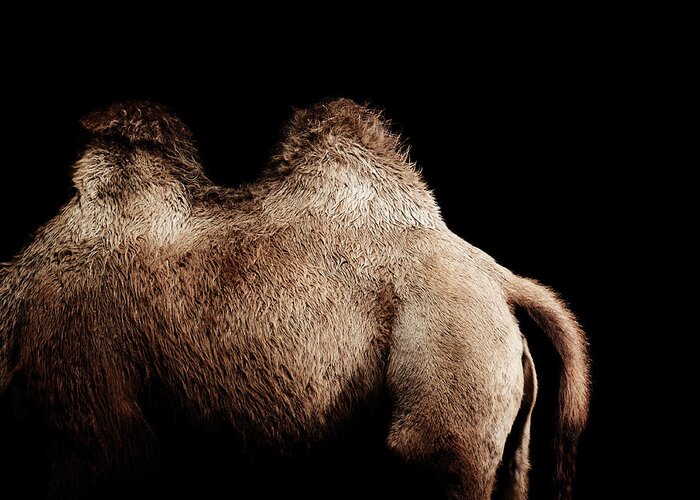 Majestic Greeting Card featuring the photograph Camel #1 by Henrik Sorensen