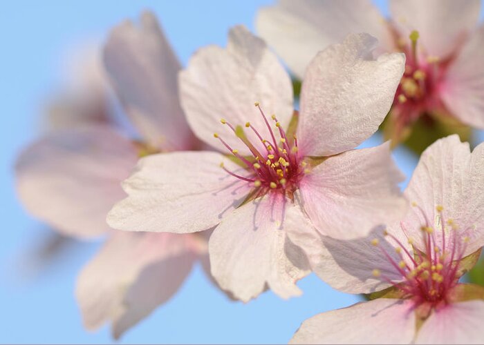 Chemnitz Greeting Card featuring the photograph Cherry Blossom #1 by Cornelia Doerr