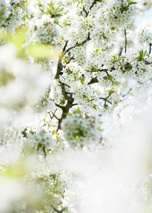 Outdoors Greeting Card featuring the photograph Cherry Tree In Blossoms #1 by Mirko Stelzner