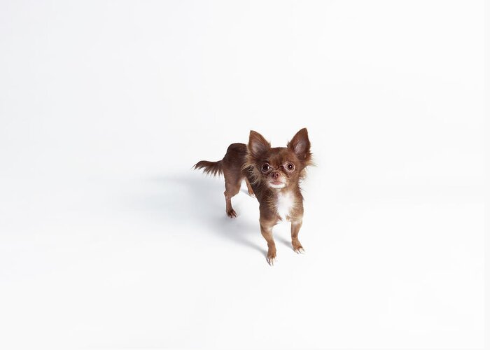 Pets Greeting Card featuring the photograph Chihuahua Looking Up #1 by Stilllifephotographer