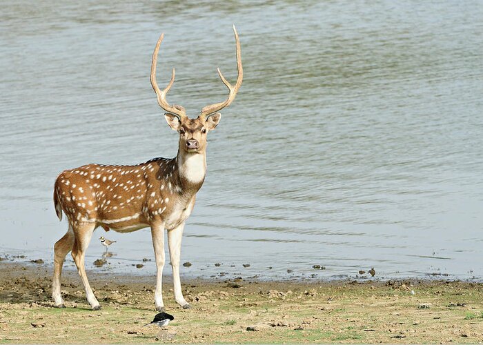 Water's Edge Greeting Card featuring the photograph Chital Or Axis Deer #1 by Copyright@jgovindaraj