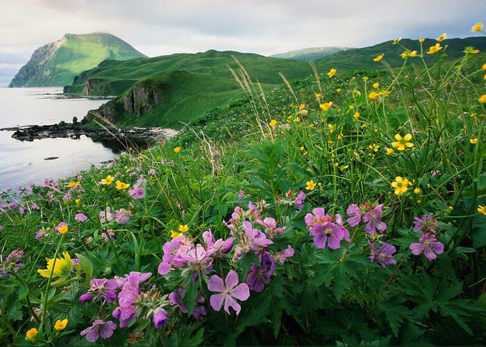 Scenics Greeting Card featuring the photograph Coastal Paintbrush And Wild Geranium #1 by Art Wolfe