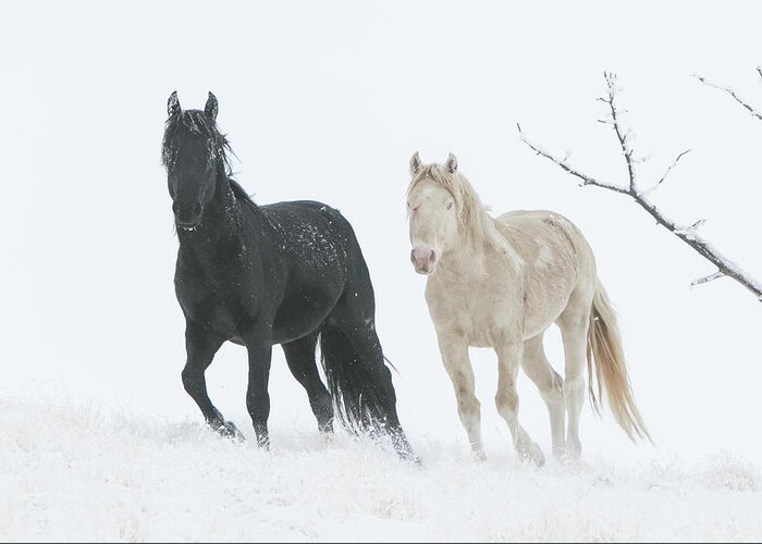 Horse Greeting Card featuring the photograph Cold Mountain #1 by Kent Keller