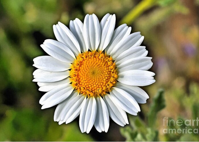 Daisy; Daisies; Anthemis Chia; White; Yellow; Flower; Flowers; Wild; Plant; Spring; Springtime; Season; Nature; Natural; Flora; Bloom; Blooming; Blossom; Blossoming; Color; Colour; Colorful; Colourful; Earth; Environment; Country; Landscape; Countryside; Scenery; Macro; Close-up; Detail; Details; Aesthetic; Aesthetics; Artistic; Beautiful; Beauty; Outdoor; Outside; Horizontal; Paint; Paints; Painting; Paintings Greeting Card featuring the painting Daisy #1 by George Atsametakis