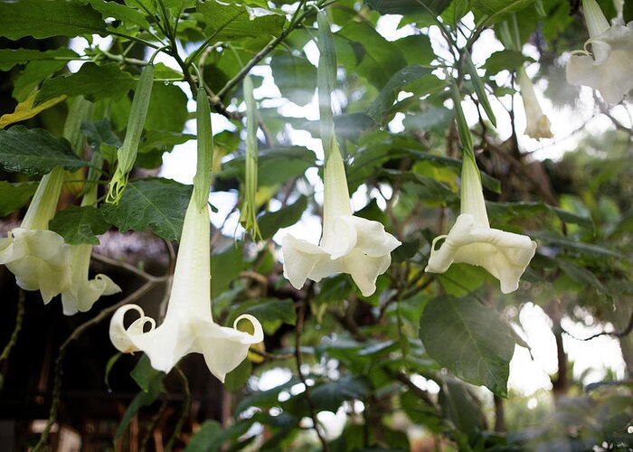 Hanging Greeting Card featuring the digital art Datura Angels Trumpet Plant #1 by Nancy Honey