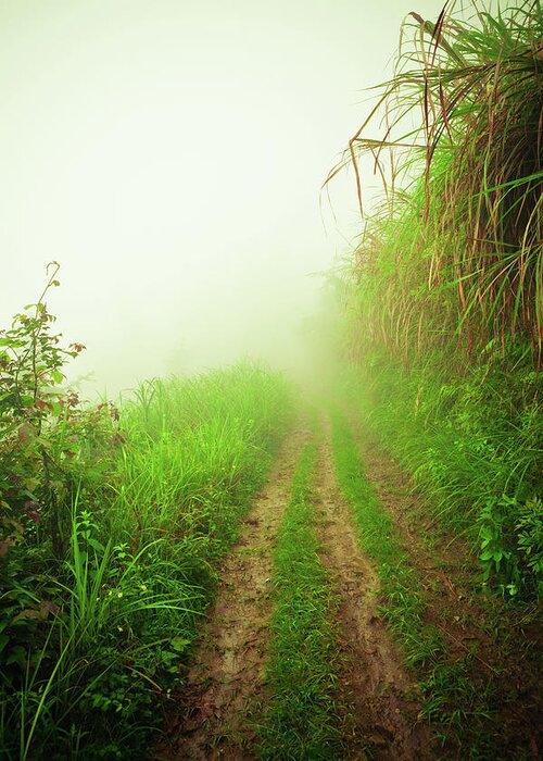 Extreme Terrain Greeting Card featuring the photograph Dirt Road Leading Through Foggy Forest #1 by Fzant