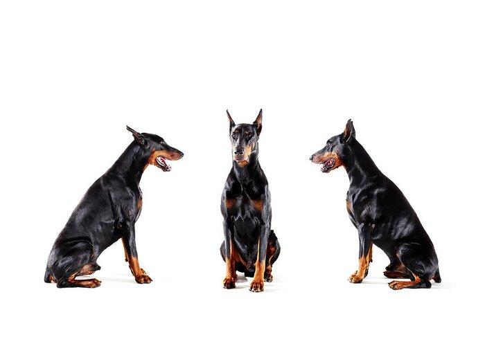 Pets Greeting Card featuring the photograph Dobermans Barking At Each Other #1 by Thomas Northcut