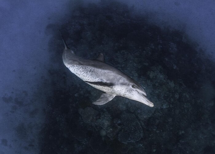 Dolphin Greeting Card featuring the photograph Dolphin #1 by Barathieu Gabriel