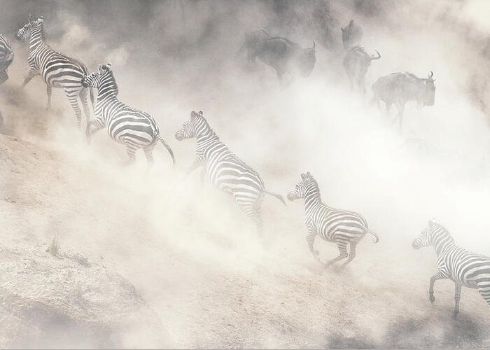 Wildlife Greeting Card featuring the photograph Dramatic Dusty Great Migration in Kenya by Good Focused