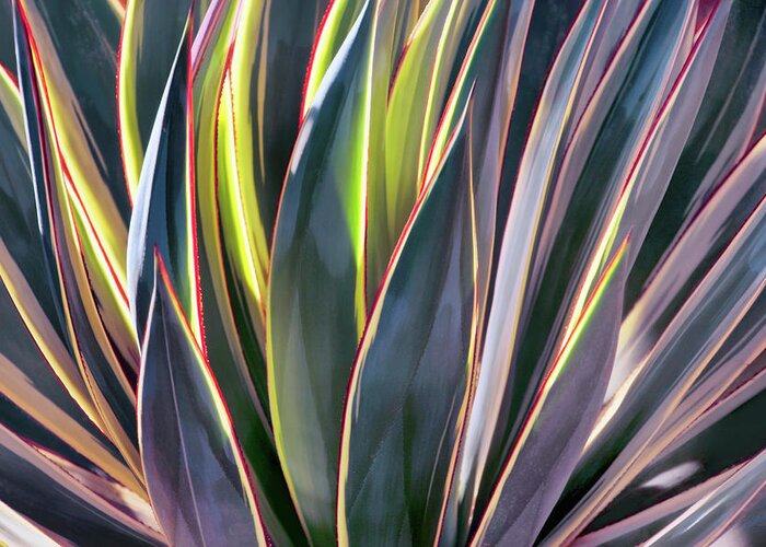 Agave Greeting Card featuring the photograph Edged in Light by Leda Robertson