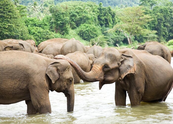 Animals In The Wild Greeting Card featuring the photograph Elephants In River #1 by Lp7