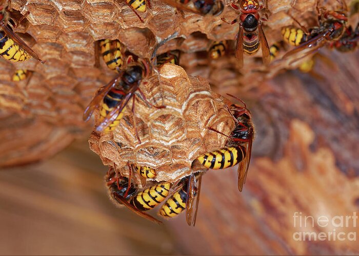 Wasp Greeting Card featuring the photograph European Hornet #1 by Heiti Paves/science Photo Library