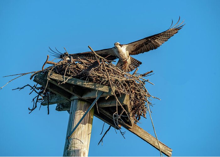 Osprey Greeting Card featuring the photograph Feathering The Nest by Cathy Kovarik