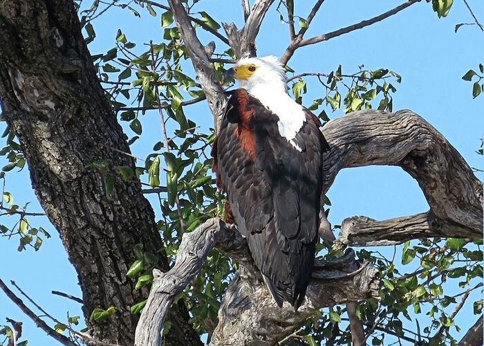 Fish Eagle Greeting Card featuring the photograph Fish Eagle #1 by Jennifer Wheatley Wolf