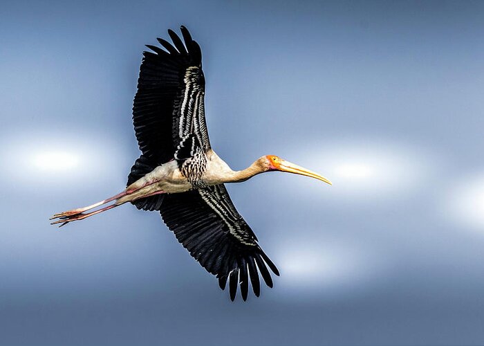 Painted Stork Greeting Card featuring the digital art Flight #1 by Pravine Chester