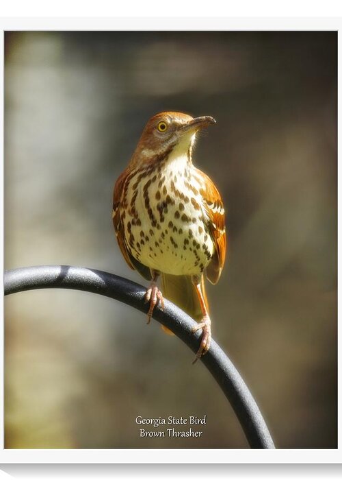 Brown Thrasher Greeting Card featuring the photograph Georgia State Bird - Brown Thrasher #1 by Robert L Jackson