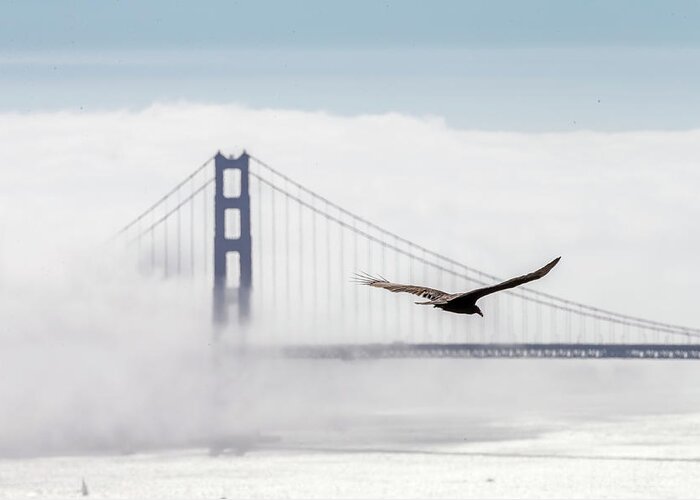 Water's Edge Greeting Card featuring the photograph Golden Gate Bridge With Low Fog, San #1 by Spondylolithesis