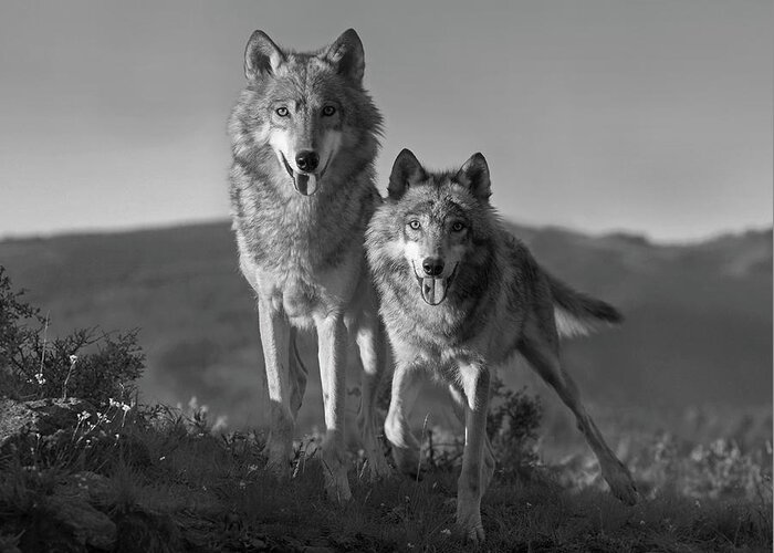 Disk1215 Greeting Card featuring the photograph Gray Wolves On The Lookout #1 by Tim Fitzharris