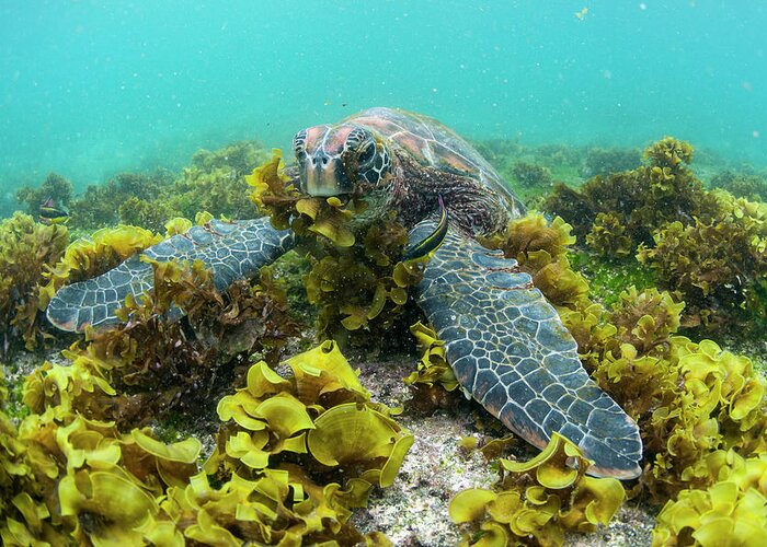 Animals Greeting Card featuring the photograph Green Sea Turtle Eating Seaweed #1 by Tui De Roy