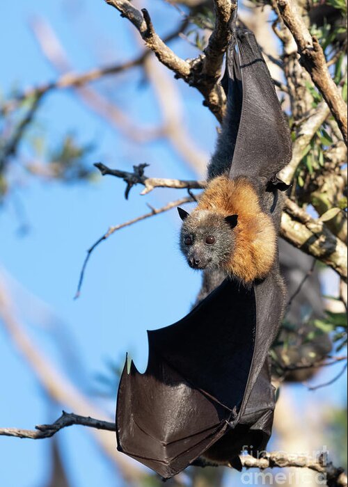 Animal Greeting Card featuring the photograph Grey-headed Flying Fox #1 by Dr P. Marazzi/science Photo Library