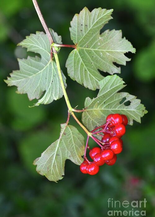 Guelder Rose Greeting Card featuring the photograph Guelder Rose (viburnum Opulus) #1 by Colin Varndell/science Photo Library