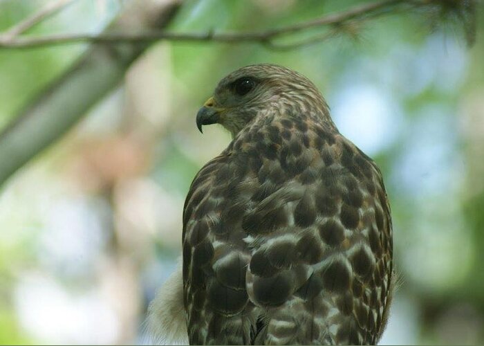 Florida Greeting Card featuring the photograph Hawk Eye #1 by Lindsey Floyd