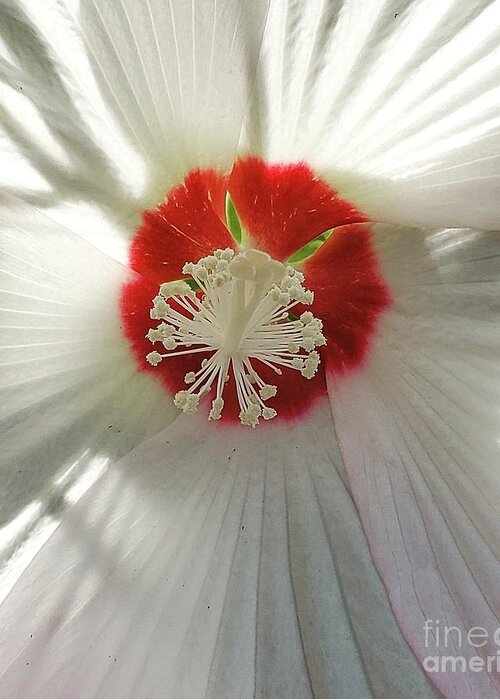 White. Yellow Greeting Card featuring the photograph Hibiscus #1 by Anita Adams