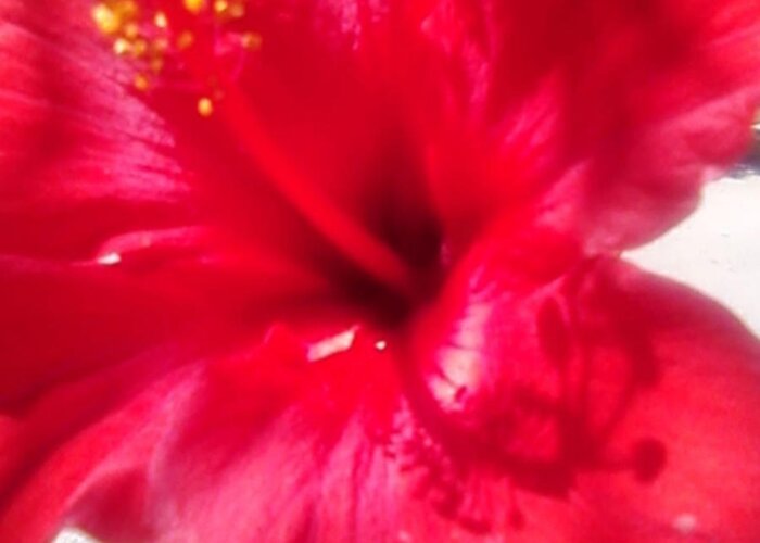 Rose Greeting Card featuring the photograph Hibiscus #1 by Joanne Harrison