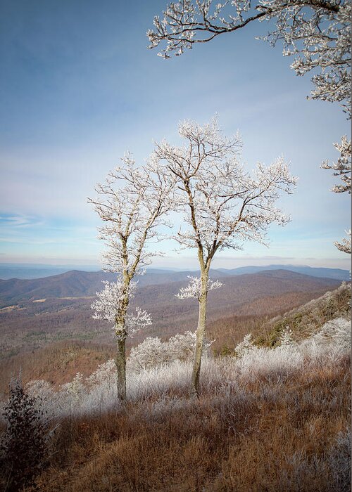 Blue Ridge Greeting Card featuring the photograph Hoarfrost Gathers #1 by Mark Duehmig