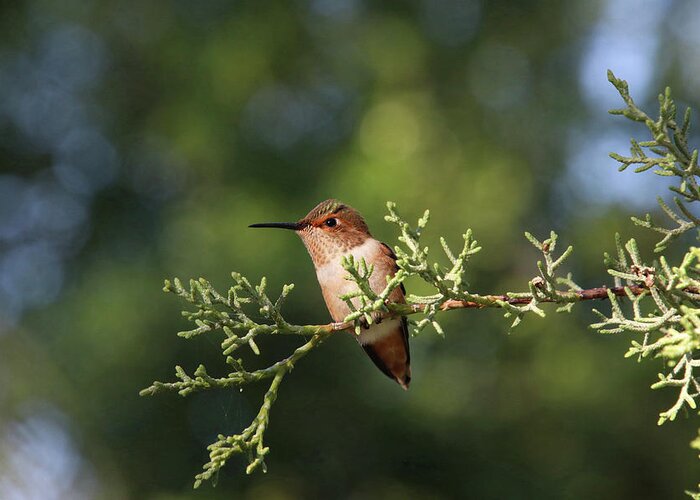 Hummingbird Greeting Card featuring the photograph Hummingbird on a Branch #1 by Diana Haronis