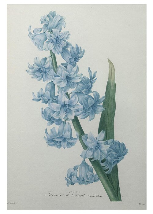 Redoute Greeting Card featuring the painting Hyacinthus orientalis #1 by Pierre-Joseph Redoute