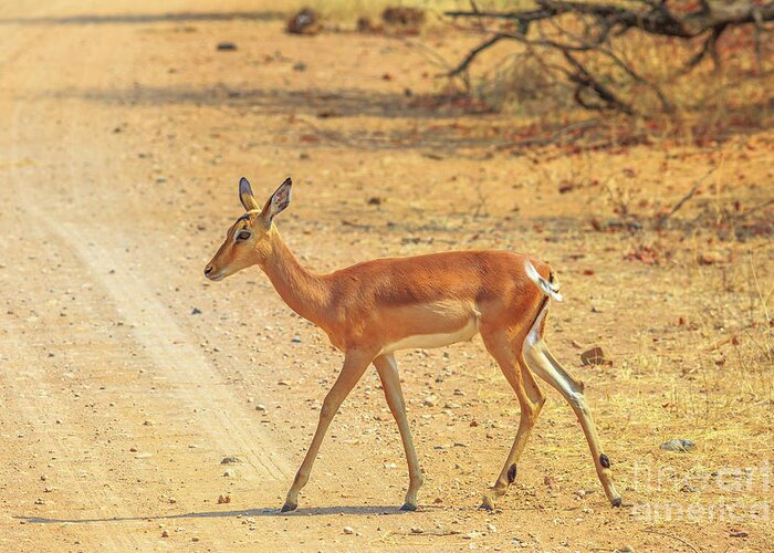 Impala Greeting Card featuring the photograph Impala female walking #1 by Benny Marty
