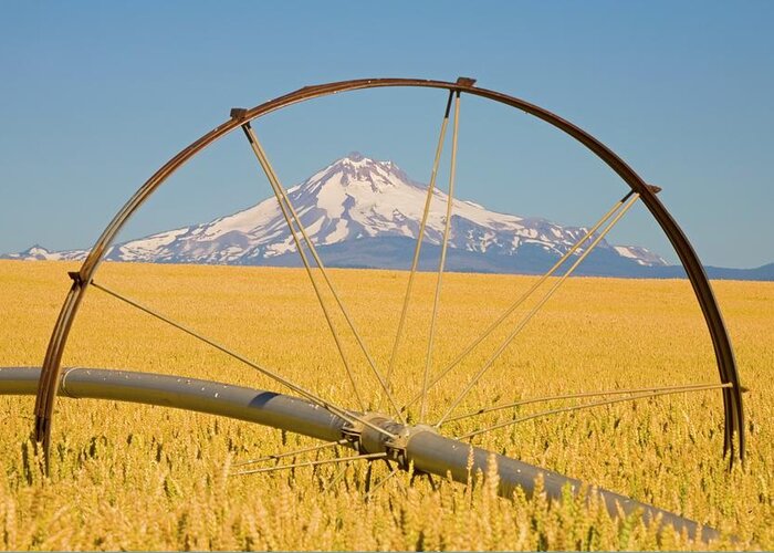 Scenics Greeting Card featuring the photograph Irrigation Pipe In Wheat Field With #1 by Design Pics / Craig Tuttle
