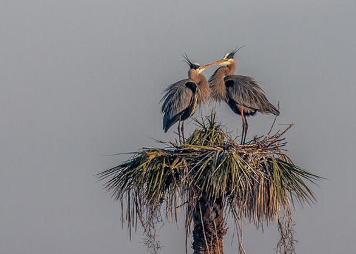 Great Blue Heron Greeting Card featuring the photograph It Must Be Love #1 by Dorothy Cunningham