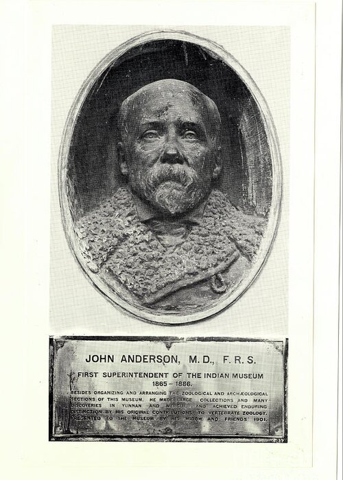 Bust Greeting Card featuring the photograph John Anderson #1 by Natural History Museum, London/science Photo Library