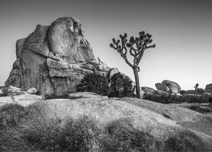 Monochrome Greeting Card featuring the photograph Joshua tree and Intersection rock #1 by Davorin Mance