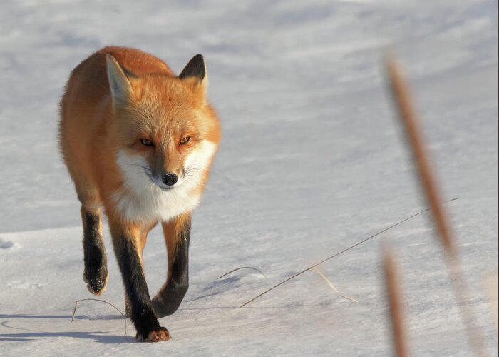 Fox Greeting Card featuring the photograph Just Passing Through by Susan Rissi Tregoning