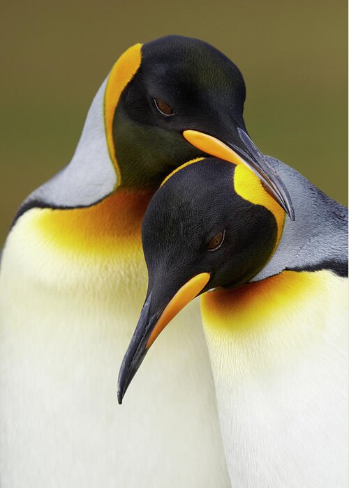 Animal Themes Greeting Card featuring the photograph King Penguins Aptenodytes Patagonicus #1 by Ben Cranke